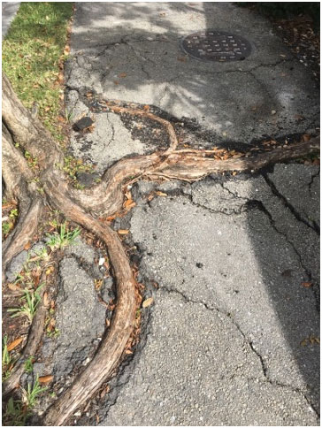 Tree Root Damage and Repairs
